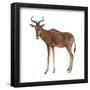 Hartebeest (Alcelaphus Caama), Mammals-Encyclopaedia Britannica-Framed Poster