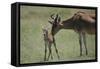 Hartebeest Nuzzling a Newborn-DLILLC-Framed Stretched Canvas