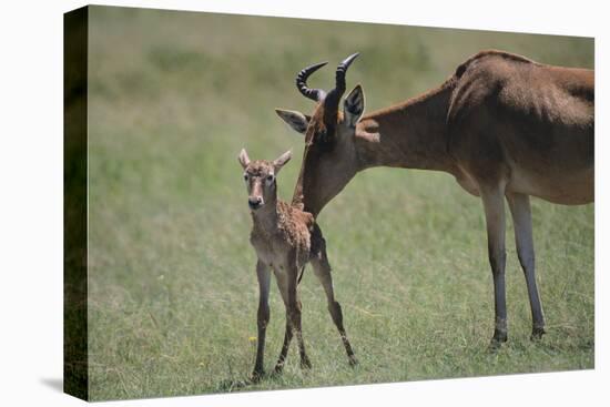 Hartebeest Nuzzling a Newborn-DLILLC-Stretched Canvas