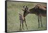 Hartebeest Nuzzling a Newborn-DLILLC-Framed Stretched Canvas