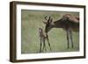 Hartebeest Nuzzling a Newborn-DLILLC-Framed Photographic Print