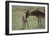 Hartebeest Nuzzling a Newborn-DLILLC-Framed Photographic Print