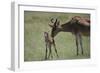 Hartebeest Nuzzling a Newborn-DLILLC-Framed Photographic Print