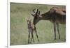 Hartebeest Nuzzling a Newborn-DLILLC-Framed Photographic Print