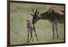 Hartebeest Nuzzling a Newborn-DLILLC-Framed Photographic Print