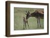 Hartebeest Nuzzling a Newborn-DLILLC-Framed Photographic Print