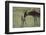 Hartebeest Nuzzling a Newborn-DLILLC-Framed Photographic Print