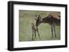 Hartebeest Nuzzling a Newborn-DLILLC-Framed Photographic Print