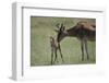 Hartebeest Nuzzling a Newborn-DLILLC-Framed Photographic Print