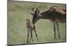 Hartebeest Nuzzling a Newborn-DLILLC-Mounted Photographic Print