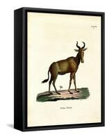 Hartebeest-null-Framed Stretched Canvas
