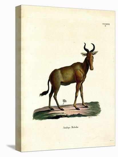 Hartebeest-null-Stretched Canvas