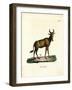 Hartebeest-null-Framed Giclee Print