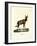 Hartebeest-null-Framed Giclee Print