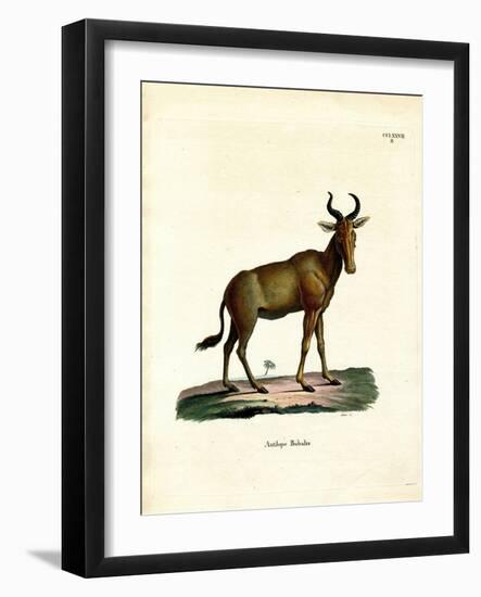 Hartebeest-null-Framed Giclee Print