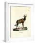 Hartebeest-null-Framed Giclee Print