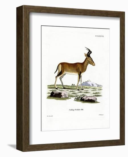 Hartebeest-null-Framed Giclee Print