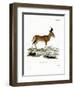 Hartebeest-null-Framed Giclee Print