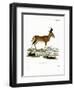 Hartebeest-null-Framed Giclee Print