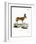 Hartebeest-null-Framed Giclee Print