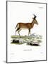 Hartebeest-null-Mounted Giclee Print