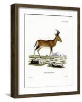 Hartebeest-null-Framed Giclee Print