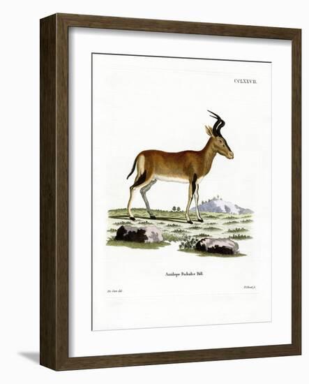 Hartebeest-null-Framed Giclee Print