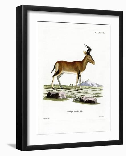 Hartebeest-null-Framed Giclee Print