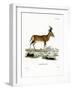 Hartebeest-null-Framed Giclee Print