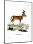 Hartebeest-null-Mounted Giclee Print