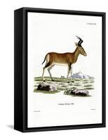 Hartebeest-null-Framed Stretched Canvas