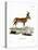 Hartebeest-null-Stretched Canvas
