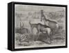 Hartebeeste Antelopes-Friedrich Wilhelm Keyl-Framed Stretched Canvas
