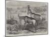 Hartebeeste Antelopes-Friedrich Wilhelm Keyl-Mounted Giclee Print