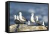 Hartlaub's Gulls-Peter Chadwick-Framed Stretched Canvas