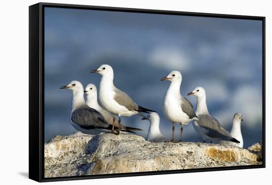 Hartlaub's Gulls-Peter Chadwick-Framed Stretched Canvas