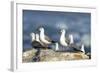 Hartlaub's Gulls-Peter Chadwick-Framed Premium Photographic Print