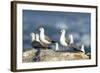 Hartlaub's Gulls-Peter Chadwick-Framed Premium Photographic Print