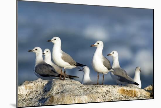 Hartlaub's Gulls-Peter Chadwick-Mounted Premium Photographic Print