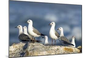 Hartlaub's Gulls-Peter Chadwick-Mounted Premium Photographic Print