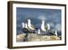 Hartlaub's Gulls-Peter Chadwick-Framed Photographic Print