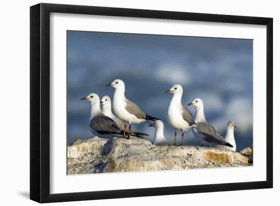 Hartlaub's Gulls-Peter Chadwick-Framed Photographic Print