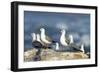 Hartlaub's Gulls-Peter Chadwick-Framed Photographic Print