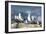 Hartlaub's Gulls-Peter Chadwick-Framed Photographic Print