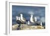 Hartlaub's Gulls-Peter Chadwick-Framed Photographic Print