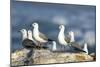 Hartlaub's Gulls-Peter Chadwick-Mounted Photographic Print