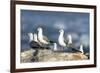 Hartlaub's Gulls-Peter Chadwick-Framed Photographic Print