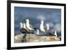 Hartlaub's Gulls-Peter Chadwick-Framed Photographic Print