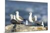 Hartlaub's Gulls-Peter Chadwick-Mounted Photographic Print