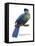 Hartlaub's or Blue-Crested Turaco (Tauraco Hartlaubi), Birds-Encyclopaedia Britannica-Framed Stretched Canvas